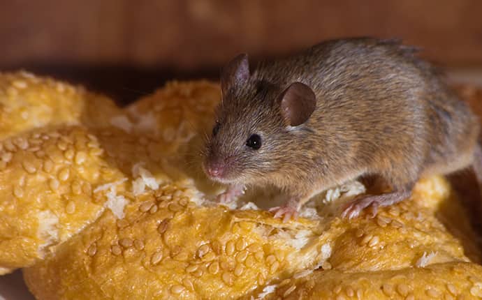 rodent eating bread inside a sunnyside washington home