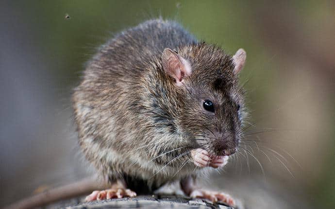 Very large mouse or rat? Southwest Missouri, Table Rock Lake. : r