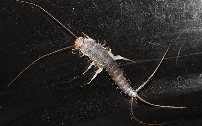 Silverfish Are Drawn To Moist Places silverfish in naches wa