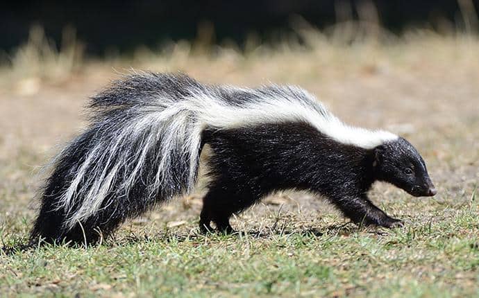 Skunks Have Two White Stripes On Their Backs skunk in central washington