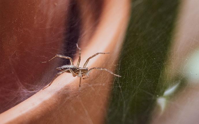 Everything Yakima County, WA Residents Should Know About Black Widow Spiders