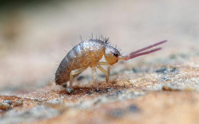 Springtails - Insects in the City