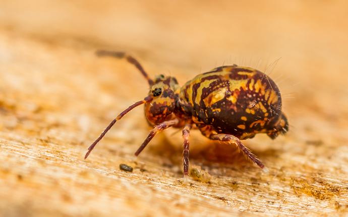 a springtail on a walking path
