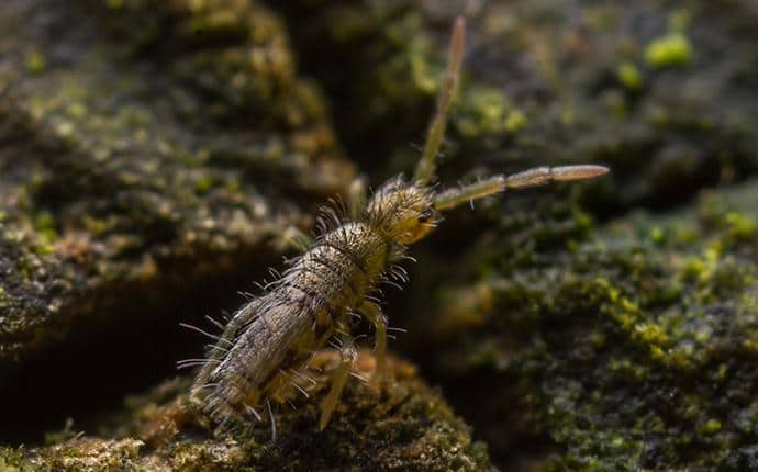 Springtails Can Jump Quickly To Avoid Harm springtail near home in liberty wa