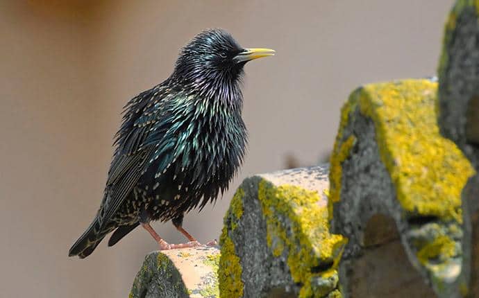Superior Control For Starlings & Other Pest Birds starling at rest in washington state