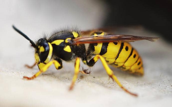 yellow jacket on porch of washington home