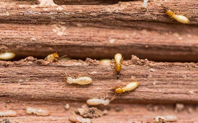 Wood eating deals insects