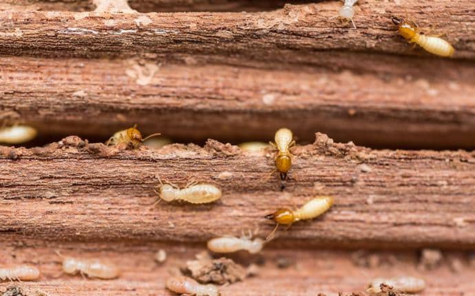 Subterranean Termites Tunnel Up From The Ground subterranean termites eating washington wood