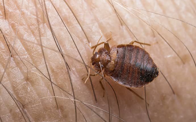 bed bug crawling on a human inside of a home in sunnyside washington