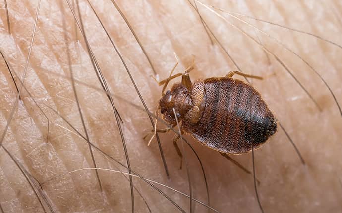 Bed Bugs Are A Nuisance In Sunnyside WA Homes bed bug crawling on a human inside of a home in sunnyside washington
