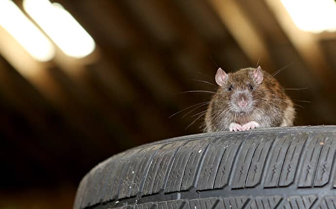 Rodents Impact Your Home In Many Deadly Ways a rat inside of an attic in a sunnyside washington home