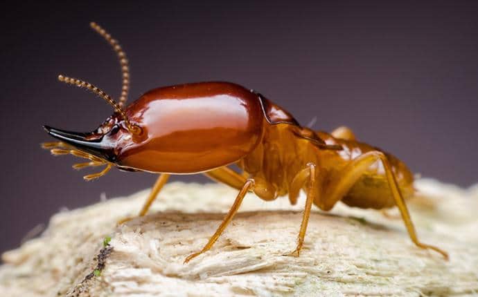 termite eating wood in a washington home