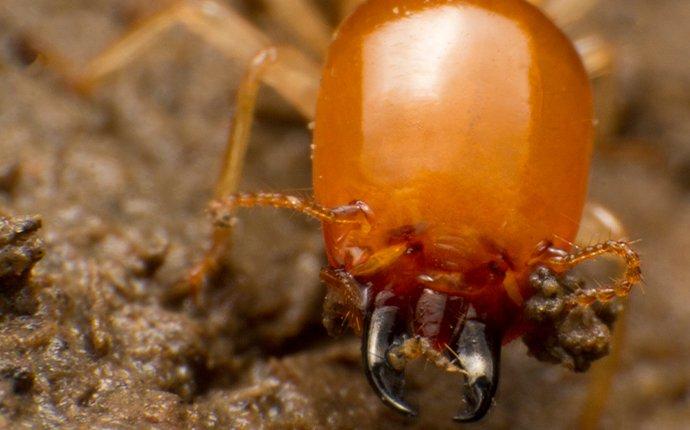 close up of termite pinchers