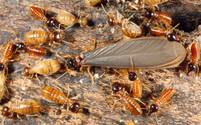 Termite Reproductives AKA Swarmers winged termite swarmers in yakima washington