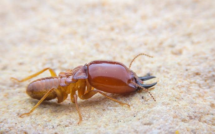 Termite Soldiers Have Large Orange Heads termite solider in ellensburg wa