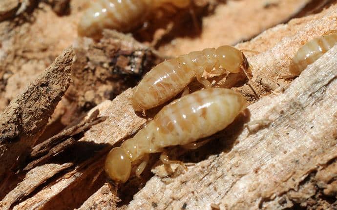 Termite Workers Are Cream Colored foraging termite workers in yakima wa