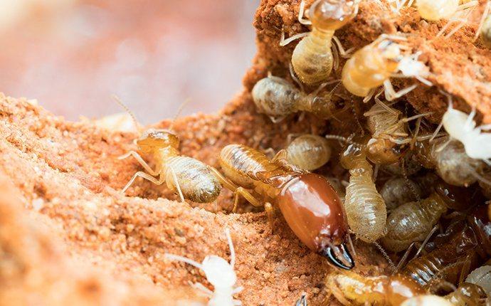 termites on chewed wood