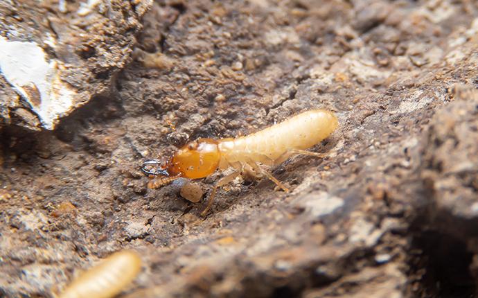 How To Tell If Your Kittitas County Property Has A Termite Problem