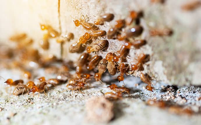 termites infesting a building in grandview washington