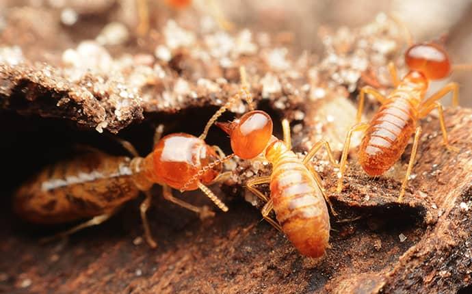 When Are Termites Active In Central Washington?