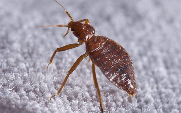 We Offer Professional Bed Bug Control Services bed bug crawling on bed in terrace heights washington