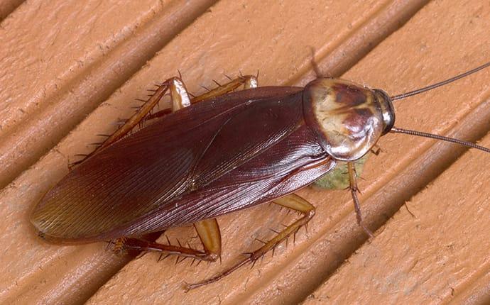 a cockroach inside a home in terrace heights washington
