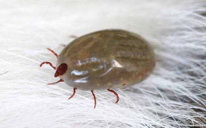 tick on a household pet