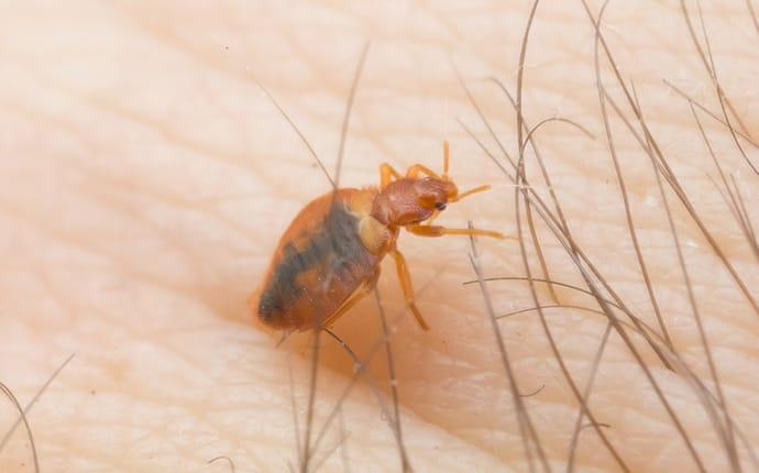 bed bug crawling on skin in union gap washington