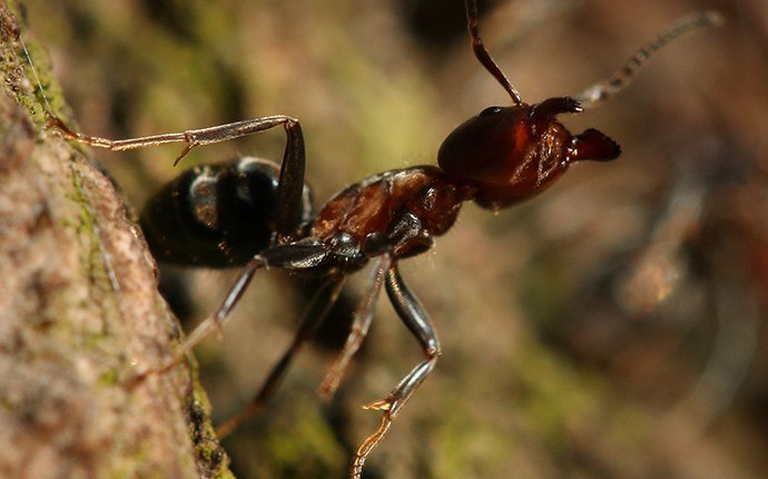 a velvety tree ant crawling on wood