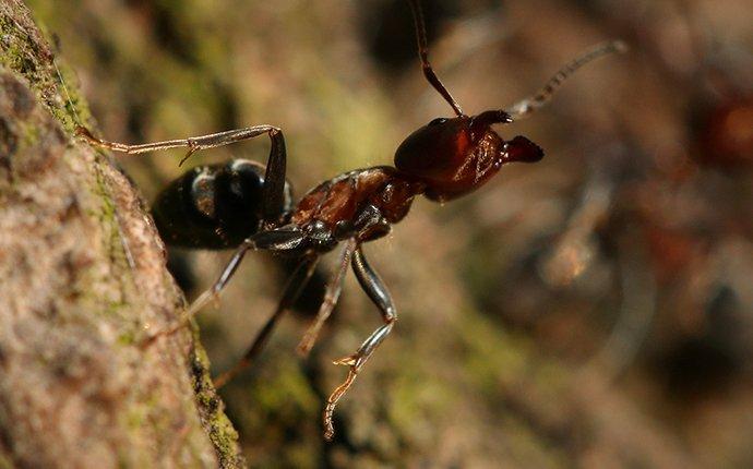 velvety tree ant up close