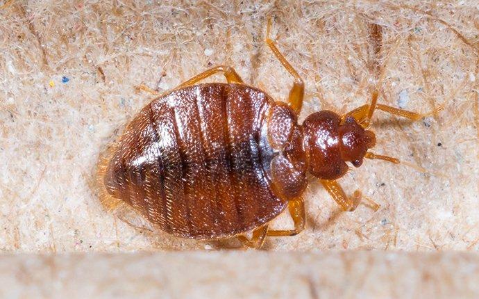 Learn More About Our Bed Bug Services In Wapato a bed bug crawling on a box spring mattress in wapato washington