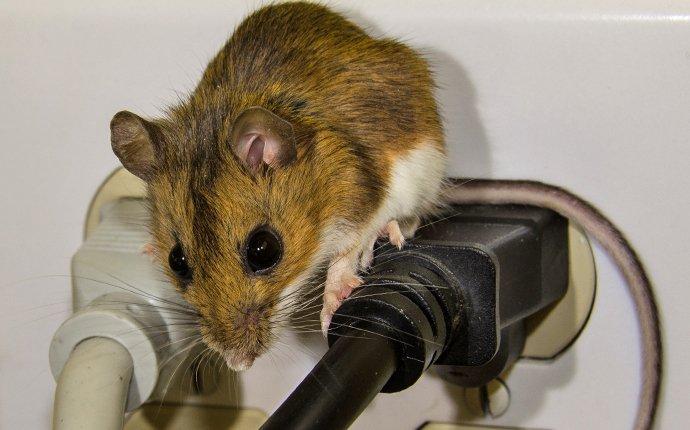 We Offer Quality Rodent Control Services In Wapato a house mouse crawling on wires near and outlet in wapato washington
