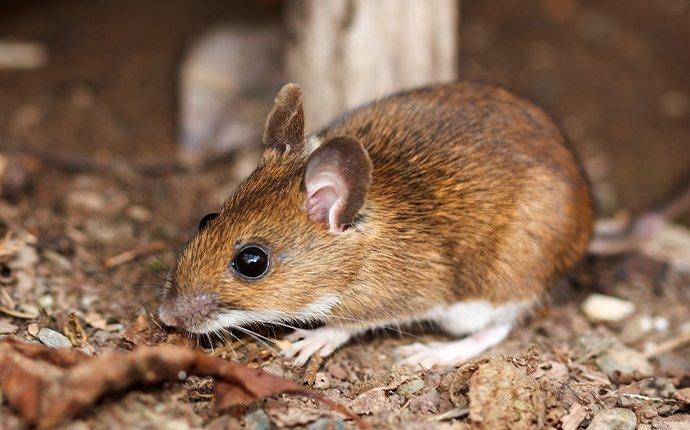white-footed mouse in the woods