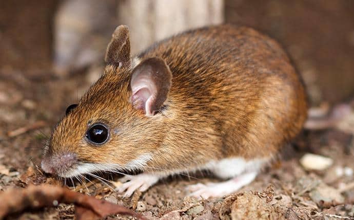 White-Footed Mice Have White Bellies & Feet white footed mouse in the basement of a yakima home