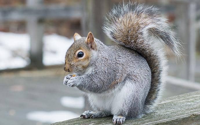 squirrel on the handrail of a washington back porch