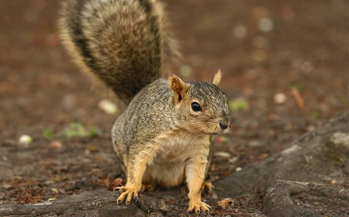 squirrel in yakima indian nation wa