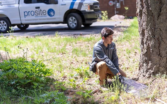 Raccoon Removal Is Part Of Wildlife Control a prosite pest control service expert setting up a wildlife exclusion station outside of a home in central washington
