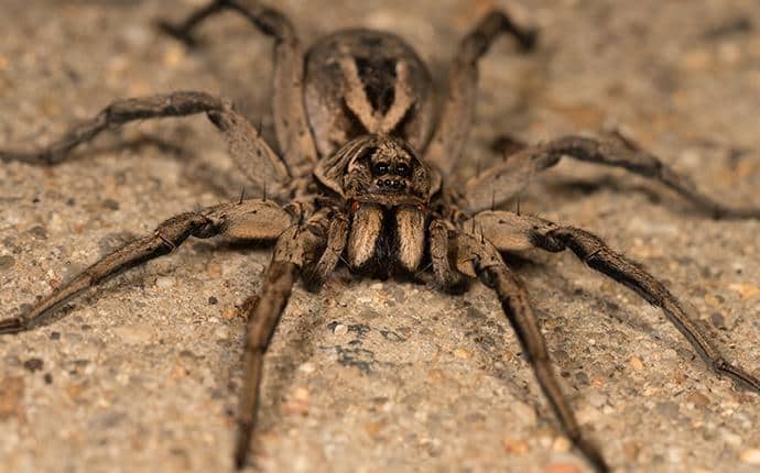 A Guide To The Common Types Of Spiders In Central Wa Prosite Pest Control 9639