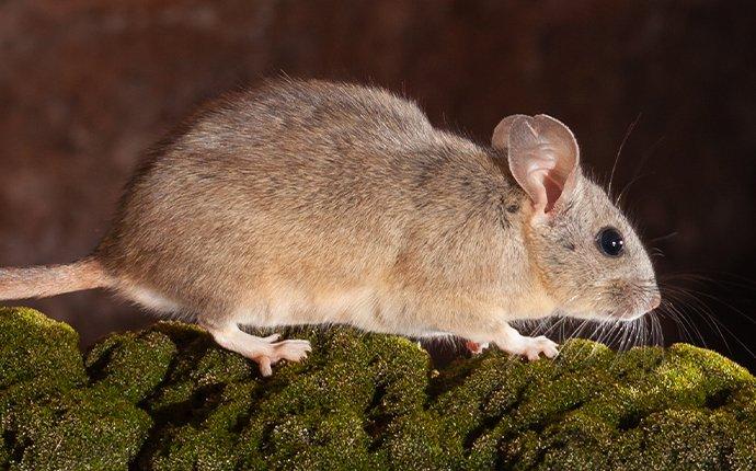 wood rat on tree