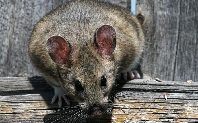 Wood Rats The Essential Guide To Common Mice And Rats In Washington State