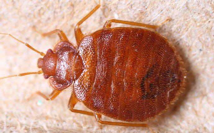 a bed bug in a zilla home