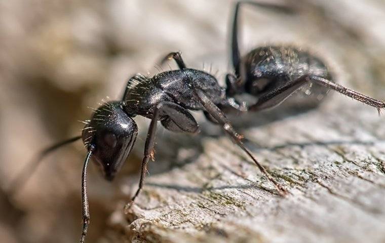a carpenter ant on wood