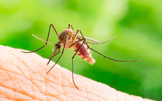 aedes aegypti mosquito on a human hand in hattiesburg mississippi
