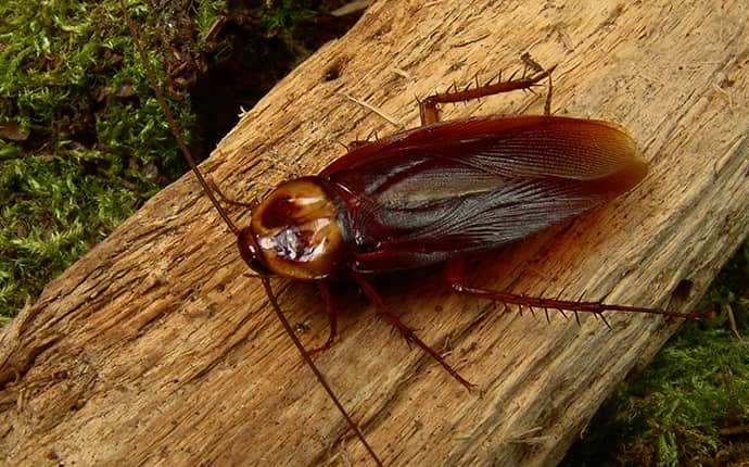 american cockroach on a log in a birmingham alabama yard