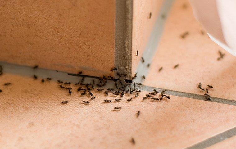 ants in corner of kitchen