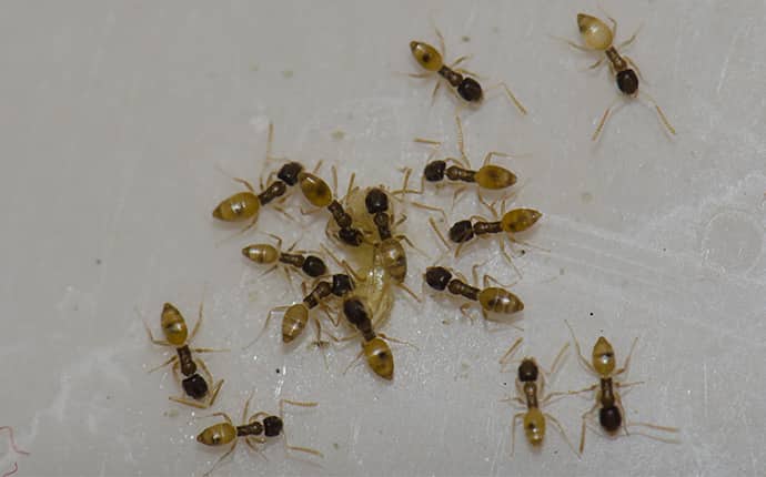 fifteen argentine ants on a counter inside jacksonville alabama home