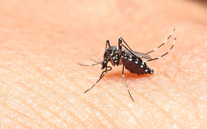 asian tiger mosquito on a human hand in fairhope alabama