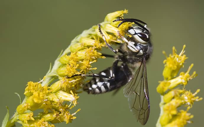 bald-faced hornet on a yellow plant in an jacksonville alabama yard