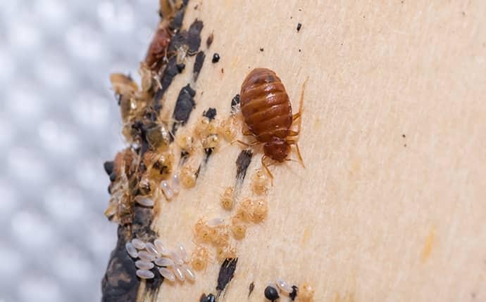 bed bug and bed bug eggs on a stained mattress in a mobile alabama home