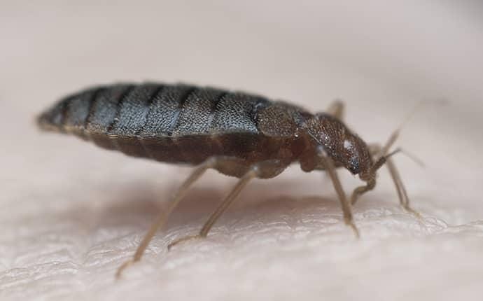 a bed bug biting a jackson mississippi resident